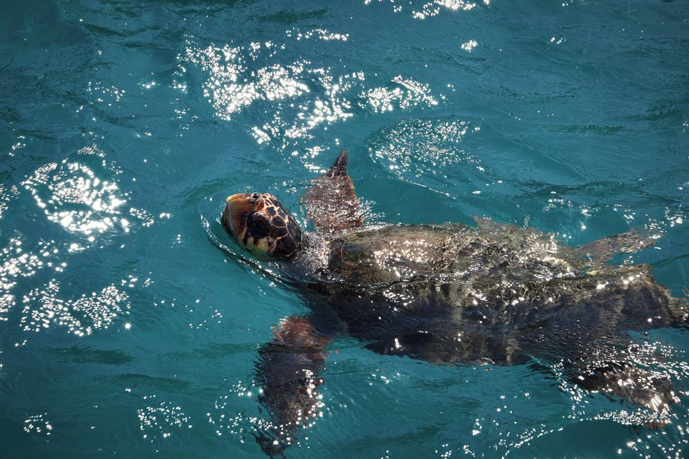 Na jižních plážích ostrova žije ohrožený druh mořských želv druhu Caretta caretta