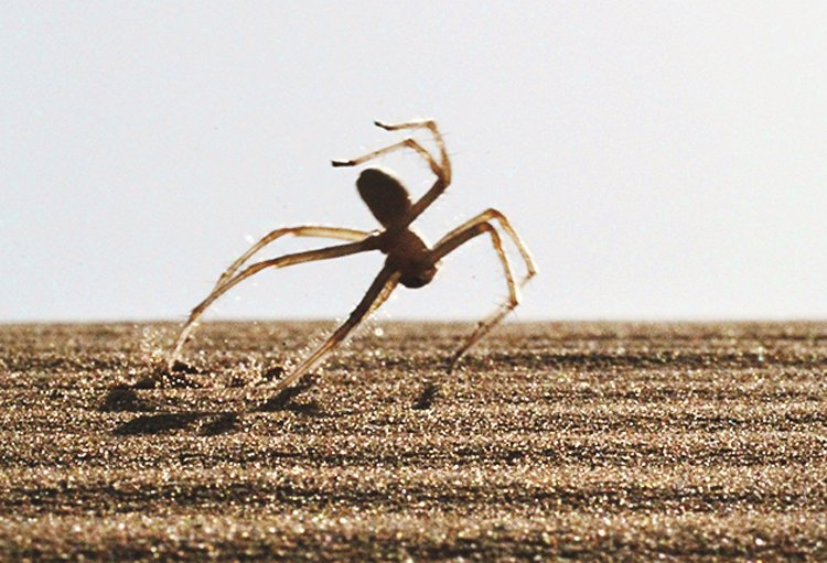 Akrobatický pavouk z marocké pouště a inspirace pro BionicWheelBota