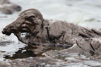 Společnosti BP: Její ropa mění ptáky v ropáky