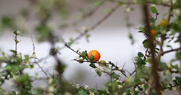 Oranžový plod slizoplodu, keře původem z Austrálie.