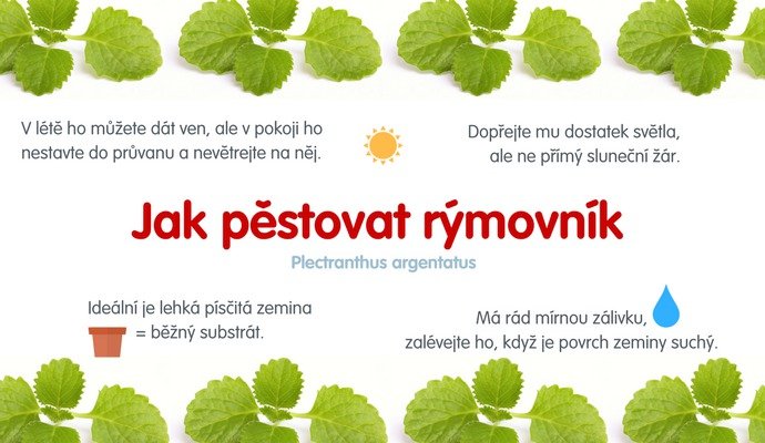 Rýmovník udělá se zdravím divy | Blog Mall.cz