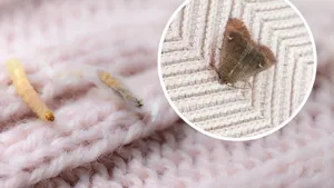 S krátce nošeným oblečením zpět do skříně? Chyba, kterou moli milují. Poradíme, jak se jich zbavit! S krátce nošeným oblečením zpět do skříně? Chyba, kterou moli milují. Poradíme, jak se jich zbavit!