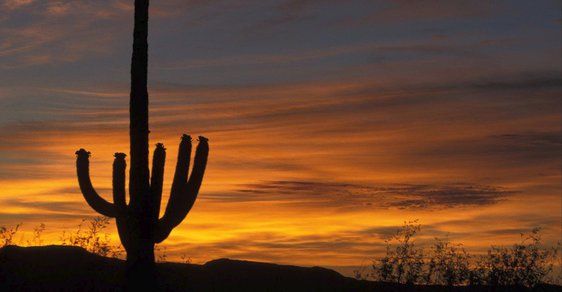Státní symbol Arizony: Gigantické kaktusy saguaro se dožívají až 200 let a dorůstají výšky až 15 metrů