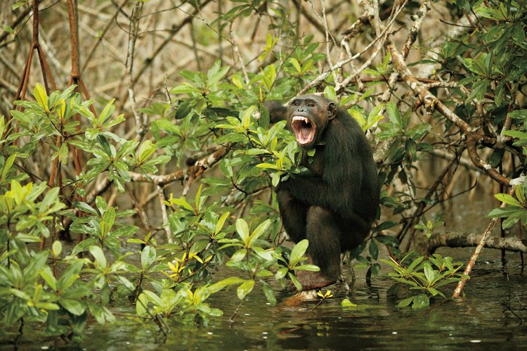 Šimpanzi jsou agresivní primáti