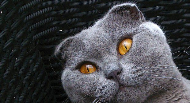 Kočičí plemena: Skotská klapouchá kočka - kdo jí ohnul uši?