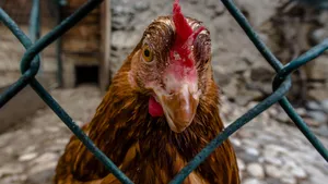 Slepičí traktor je geniální trik: Slepice zahradu dokonale pohnojí a vyčistí, ale přitom ji nezničí