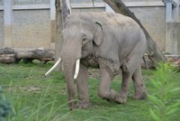 Maxim má rozšířit ostravský chov: Pětitunový slon dorazil z Francie, lidé ho uvidí hned