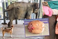 Slonici v Thajsku odoperovali obří ledvinový kámen: Šutrák vážil dvě kila!
