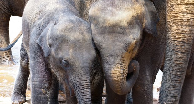 Zachránění obři: Ve sloním sirotčinci na Srí Lance