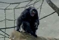 Šimpanz Dingo se s vodou nekamarádí