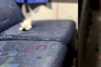 Mladá žena (18) se chtěla zabít v autobuse: Při pokusu o sebevraždu v MHD zakrvácela sedačky