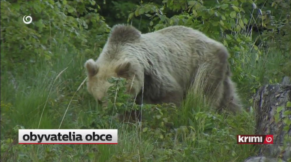 Na Slovensku někdo pravděpodobně upytlačil dva medvědy hnědé.
