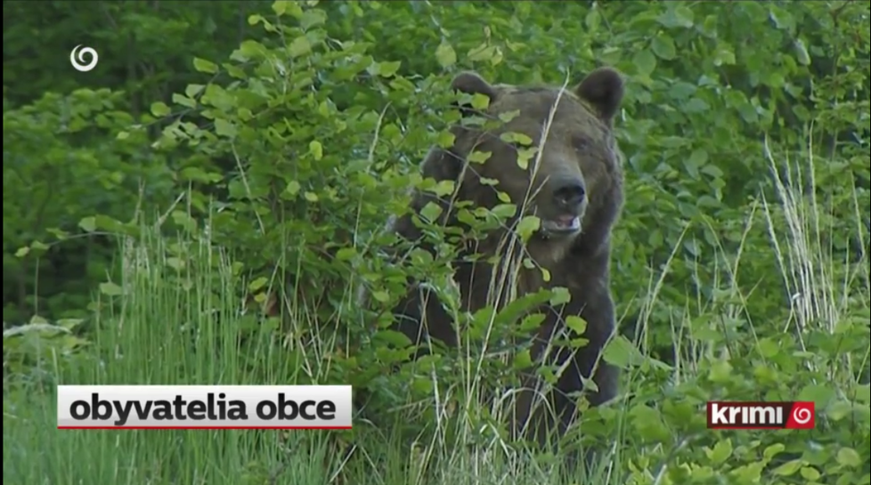 Na Slovensku někdo pravděpodobně upytlačil dva medvědy hnědé.