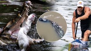 Smrtící rychlost? Závodit se bude i s krokodýly! Řeku v Austrálii schválili pro olympiádu
