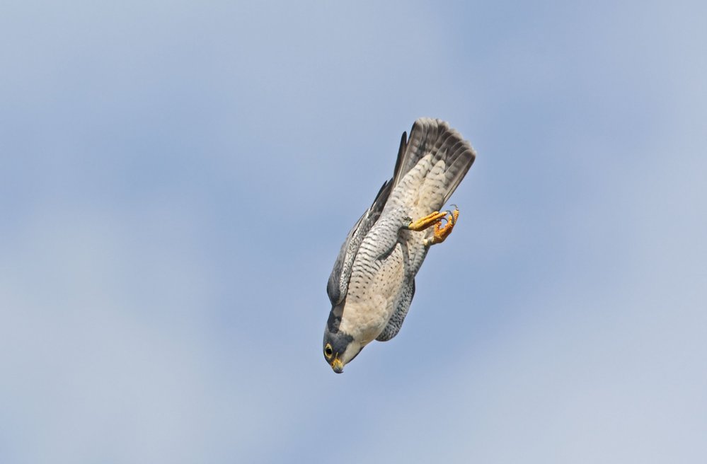 Sokol vyhlíží kořist z velké výšky, po jejím spatření skládá křídla a přechází do střemhlavého letu