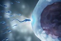 Muži se stravou plnou bílkovin mají syny s lepšími spermiemi, tvrdí vědci