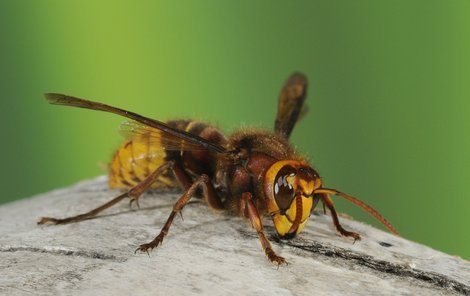 Sršeň má více jedu než vosa či včela.
