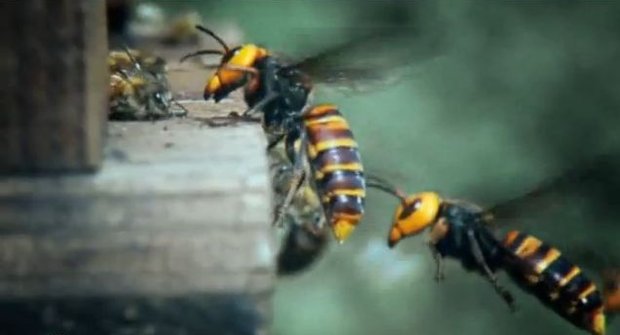 30 obřích sršňů krutě zmasakruje 30 000 včel. Mája nemá nejmenší šanci