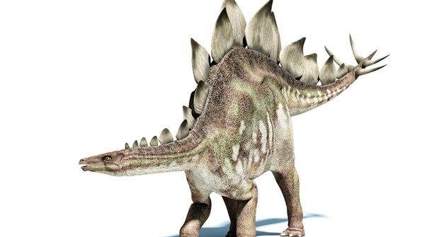 Holka nebo kluk? Nové objevy o stegosaurech