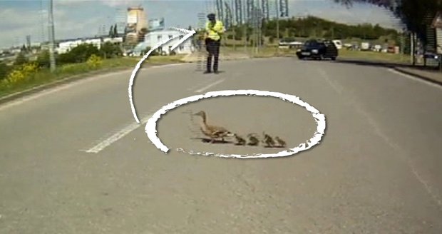 Strážníci zastavili dopravu, aby kachna s mláďaty mohla v bezpečí přejít na druhou stranu silnice.