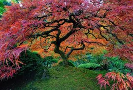 "Živý plot" ze Hry o trůny, japonský javor i tisíciletý dub. Podívejte se na nejimpozantnější stromy světa