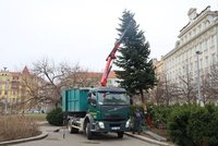 Vánoční stromky z Prahy 3 neskončí ve spalovně. Poslouží k opravě kolotoče na dětském hřišti