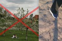 Konec líbání pod třešní? Česko přišlo nejen kvůli suchu o miliony ovocných stromů