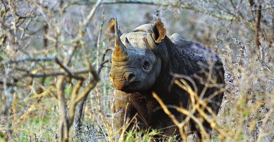 Fotografování v africkém Svazijsku aneb Jak se prchá před nosorožcem