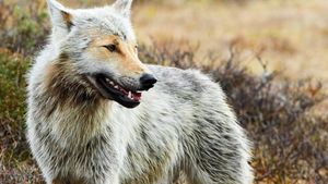 Tajemství vlčí lebky: Jak člověk a příroda zformovali divoké šelmy Tajemství vlčí lebky: Jak člověk a příroda zformovali divoké šelmy