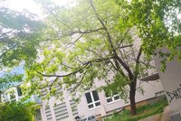 »Hrdinný« strom na Střížkově: Javoru hrozí, že se do něj zakousne motorová pila. Místní ho chtějí ochránit