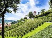 Tip na víkend: Vypravte se na putování pražskými vinicemi a poznejte nepoznané