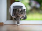 Tipy pro výběr a přípravu toalety pro kočky