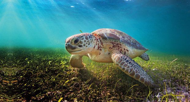Želví tráva: Co roste na podmořské louce?