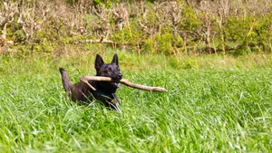 Trénujete se psem aport? Veterináři varují před skrytým nebezpečím, které může skončit operací Trénujete se psem aport? Veterináři varují před skrytým nebezpečím, které může skončit operací