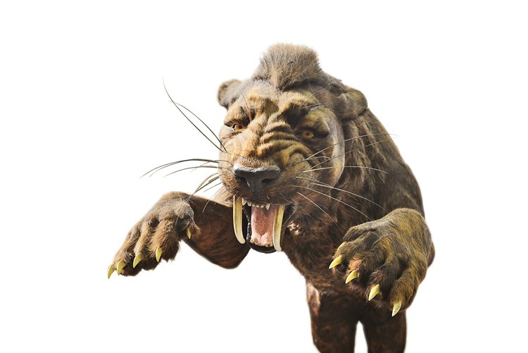 Model šavlozubého tygra smilodona ve skoku