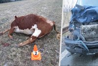 Kraví teror na Trutnovsku: Skot spásá úrodu a způsobuje dopravní nehody