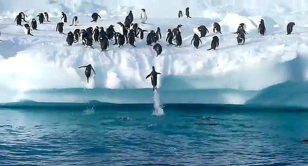 Tučňáci vyskakují na ledovec jako vystřelení