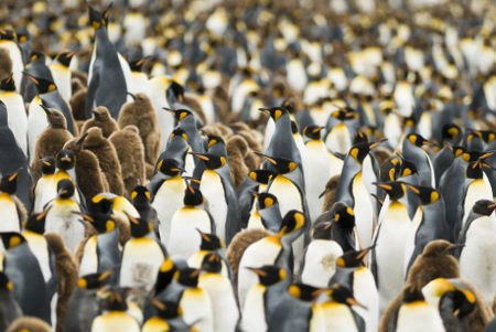 Dav tučňáků
