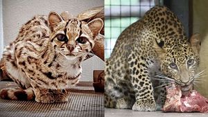 Týden koček: K narozeným vzácným mláďatům levharta v Zoo Ostrava přibyl i nový margay Týden koček: K narozeným vzácným mláďatům levharta v Zoo Ostrava přibyl i nový margay