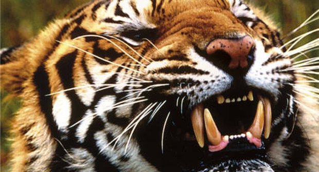 Návrat ohrožených: Nová naděje pro tygry
