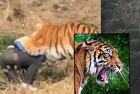 Šetřílek přelezl plot v zoo a spadl mezi tygry: Roztrhali ho před očima manželky a dětí