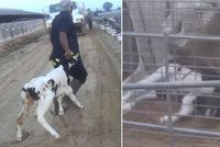Odporný případ týrání zvířat: Pracovníci mlékárny novorozená telata ubili k smrti!