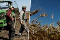 Zlevní konečně chleba? Ukrajina hledá cesty, jak vyvézt pšenici, která jí „trčí“ v přístavech