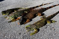 Nezvykle chladné počasí zaskočilo Floridu: Ze stromů padají zkřehlí leguáni