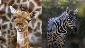 V Safari Parku Dvůr Králové se narodila vzácná žirafa Rothschildova a ohrožená zebra bezhřívá V Safari Parku Dvůr Králové se narodila vzácná žirafa Rothschildova a ohrožená zebra bezhřívá