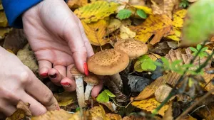 Václavky už rostou! Zkuste z nich udělat křupavé škvarky, falešnou dršťkovou nebo poctivý guláš Václavky už rostou! Zkuste z nich udělat křupavé škvarky, falešnou dršťkovou nebo poctivý guláš