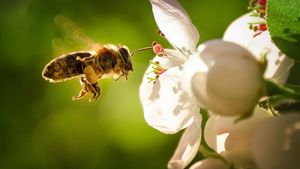 Proti hmyzu bez chemie: Jak se zbavit otravných včel a komárů?