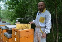 Včely jsou Robertův život: už stáčí letošní med! Zdraží o "tři pětky"