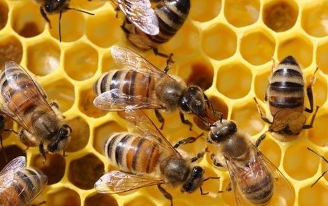 Včely a plástev plná medu. Včelař krádeží přišel asi o 140 kg této sladké potraviny.