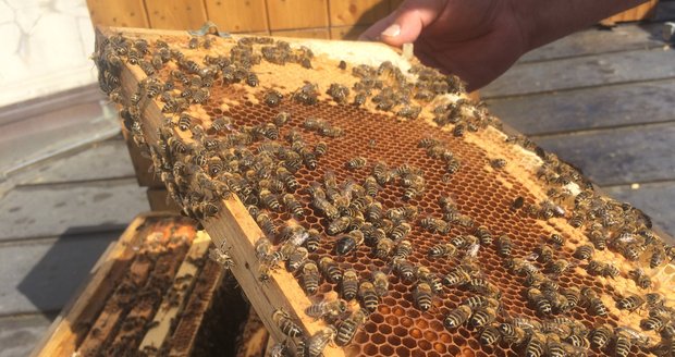 Hlavním přínosem včel je, že opylují rostliny, díky čemuž dávají lepší plody a prosperují. Zároveň lidem dávají med.